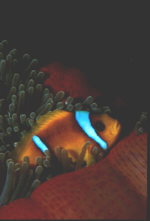 clownfish