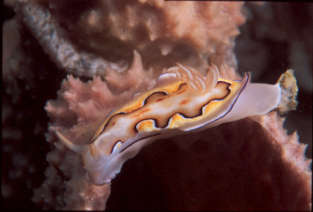 nudi