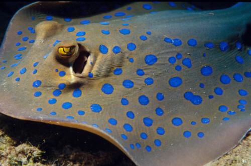 bluespottedstingray