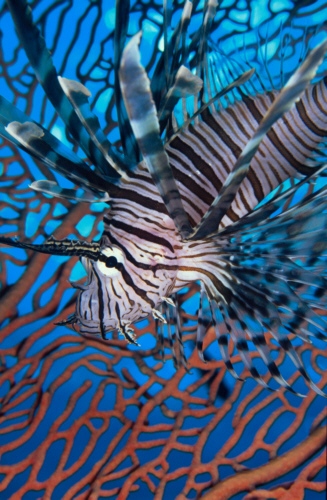 lionfish