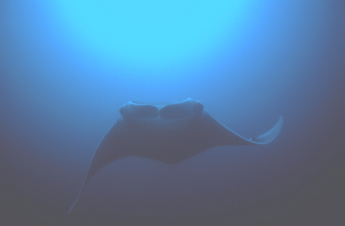 manta