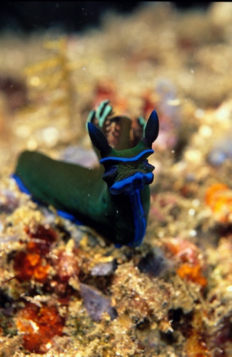 nudiblackblue