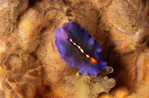 nudiblu